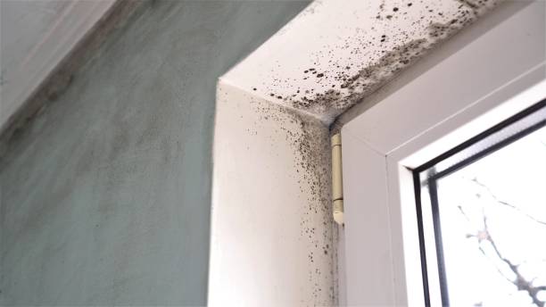 Best Certified Mold Removal  in Rehobeth, AL