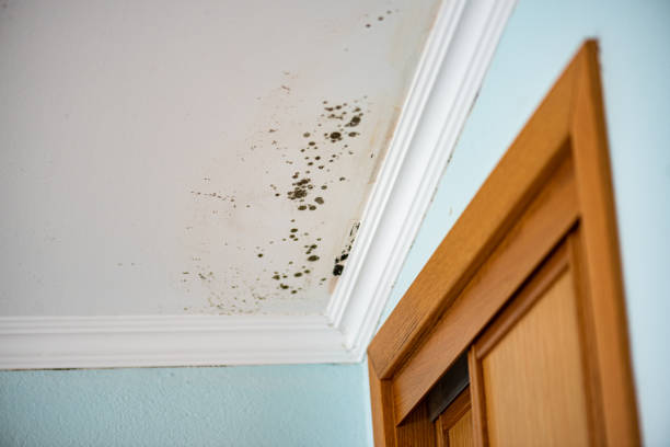 Best Attic Mold Removal  in Rehobeth, AL