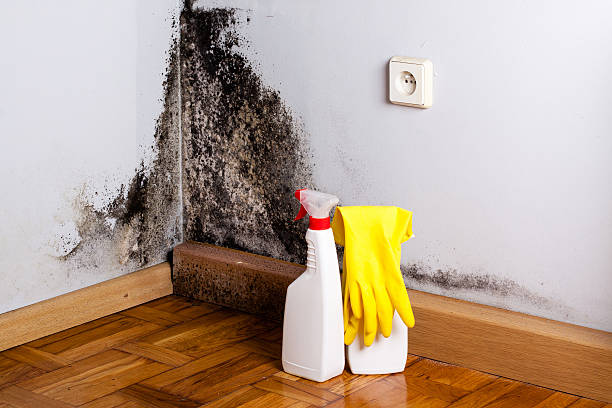 Crawl Space Mold Removal in Rehobeth, AL