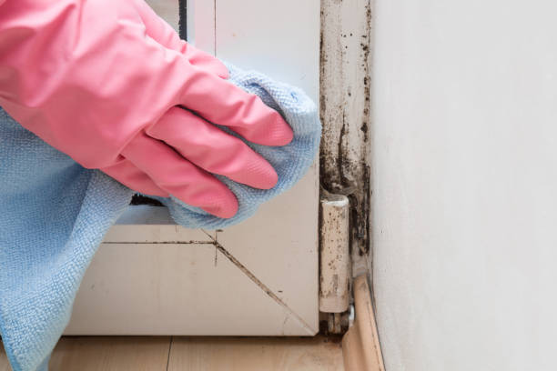 Best Toxic Mold Removal  in Rehobeth, AL