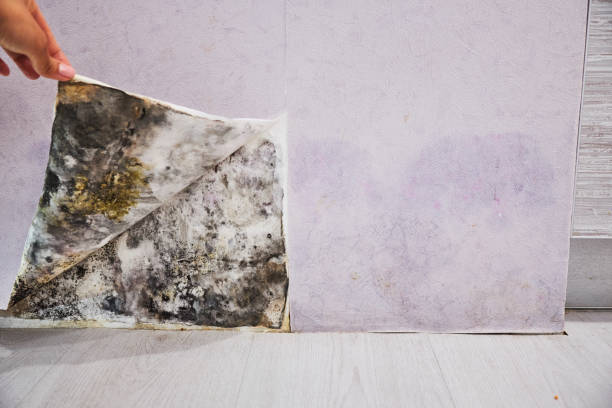 Best Residential Mold Removal  in Rehobeth, AL